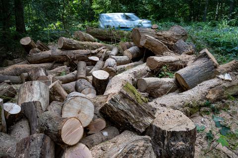 Durch die starke Nachfrage nach Holz nimmt auch der Diebstahl von Frischholz aus dem Wald zu. Dabei ist es noch viel zu nass zum Verbrennen. 