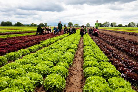 Das große Salat-Opening haben am Mittwoch Landwirte aus Südhessen auf einem Feld der Familie Höhl nördlich von Griesheim gefeiert. Guido Schiek
