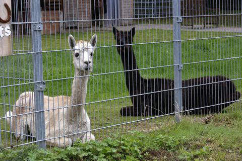 Die Alpakas Josef und Amigo warten schon geduldig auf die ersten Kinder, die ab Februar die Kita „Gartenreich“ in Roßdorf besuchen werden. Foto: Karl-Heinz Bärtl