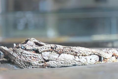 Fossilien erzählen Geschichten: Die ehrenamtlichen Museumsführer erklären die Fundstücke wie dieses Krokodil. Zusätzlich gibt es nun auch Audioguides. Archivfoto: Guido Schiek