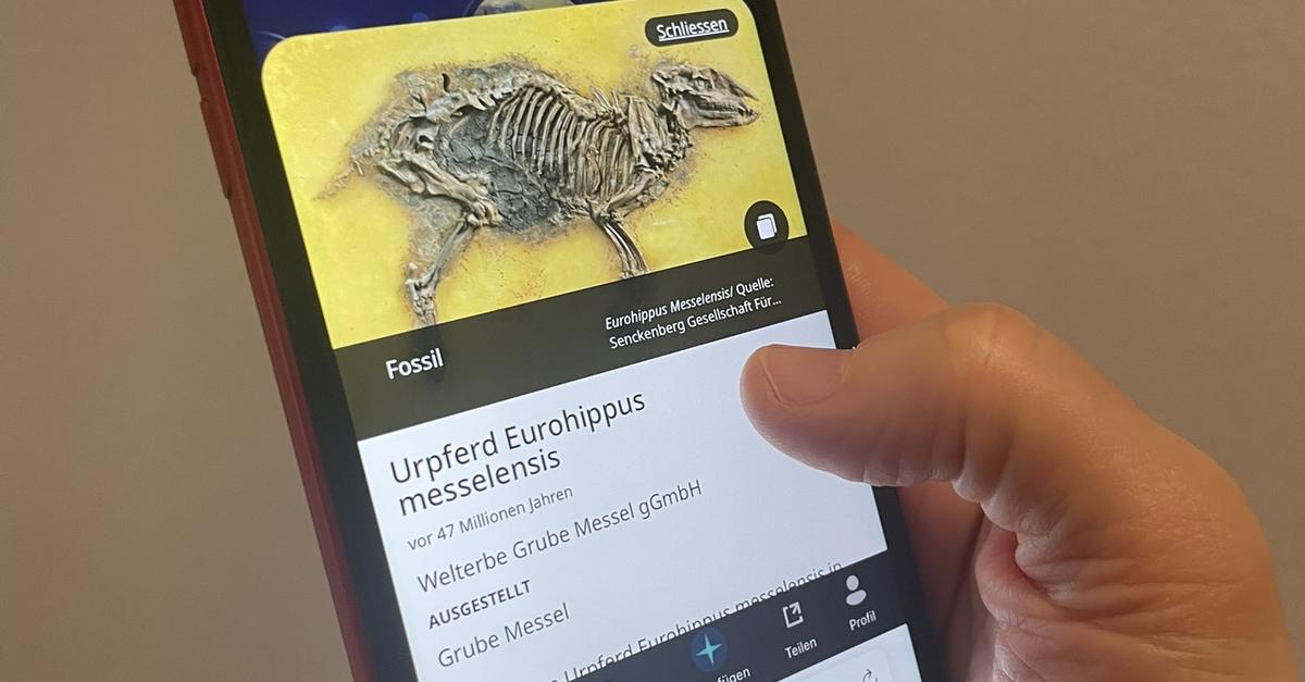 Fossilien der Grube Messel künftig auch digital zu erkunden