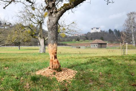Obstbaum schmeckt der Biberpopulation, die sich im Fischbach südlich von Niedernhausen angesie´delt hat. Foto: Klaus Holdefehr	Foto: Klaus Holdefehr