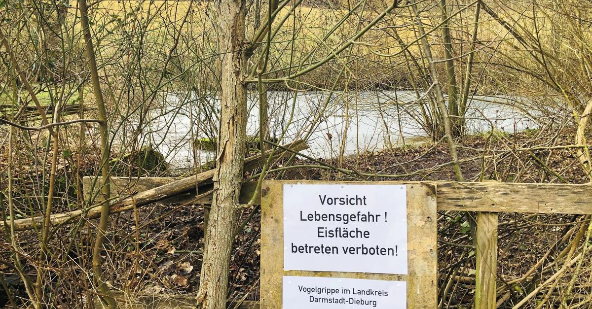 Eis auf Mühltaler Teichen wird dünn
