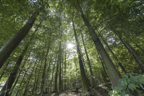 Der künftige Schwerpunkt im Mühltaler Wald liegt auf dem Umgang mit dem Klimawandel. Archivfoto: Guido Schiek