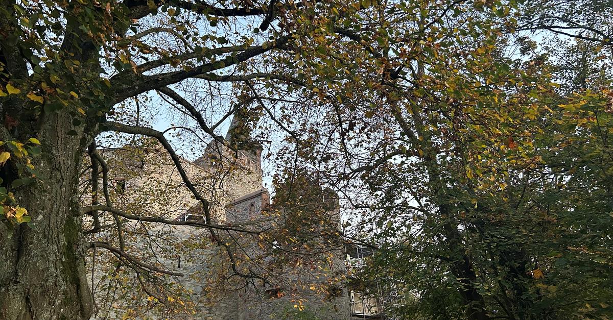 Die Auswirkungen des Klimawandels auf den Wald am Frankenstein
