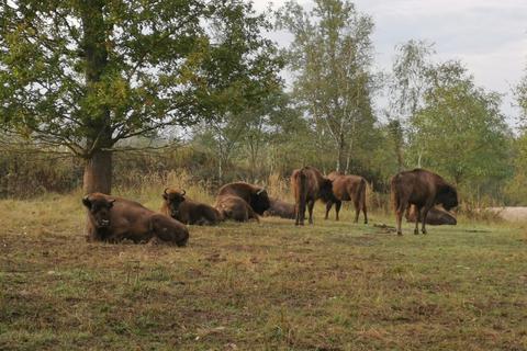 Wisente leben auf dem Muna-Gelände bei Münster. Nachwuchs gilt als wahrscheinlich. Ziel ist eine Herde von etwa 20 Tieren. Foto: Bundesforst