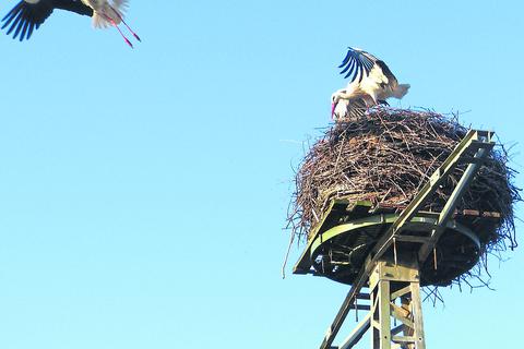 Das Storchenpaar, das auf dem Horst neben der Kläranlage in Münster brütet, kann seit 2008 über die Entega-Webcam beobachtet werden. Bislang nur mit einzelnen Bildern, künftig dank Glasfaser auch per Livestream.