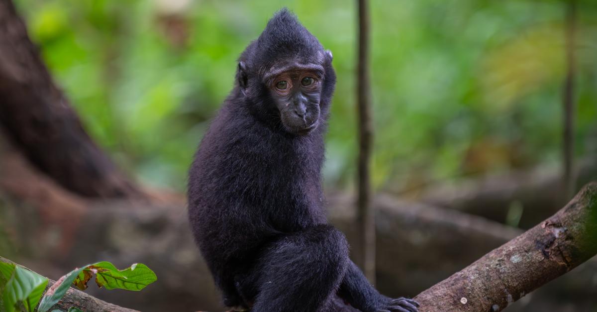 Ober-Ramstädter Reinhard Mink schützt bedrohte Arten im Regenwald