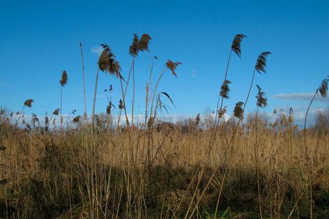 Schilf und Röhricht sind selten geworden im Pfungstädter Moor. Vor allem die trockenen Sommer haben dem Biotop zugesetzt. Jetzt soll es wieder bewässert werden.  Foto: Thomas Riedel 