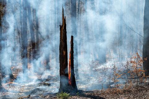  Ein Funke kann genügen: Aufgrund der ausgeprägten Trockenheit ist die Waldbrandgefahr hoch - und eine wirkliche Besserung nicht in Sicht.  Symbolfoto: Mario Hösel/Stock.Adobe,