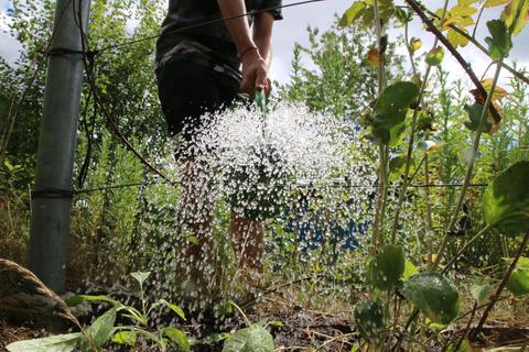 Roßdörfer sollen ihren Garten vorerst maximal zwei Mal wöchentlich wässern. Foto: Frank Rademacher