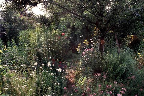 Blumenwiese statt Einheitsgrün: In Seeheim-Jugenheim sind private Naturgärten zu bewundern. Archivfoto: Marion Nickig/dpa/gms