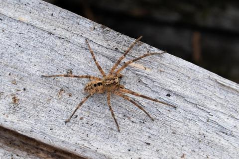 Eine Nosferatu-Spinne sitzt auf einem Holzblock. Derzeit sind sie vermehrt in Häusern anzutreffen. Foto: Robert Pfeifle/Nabu/dpa
