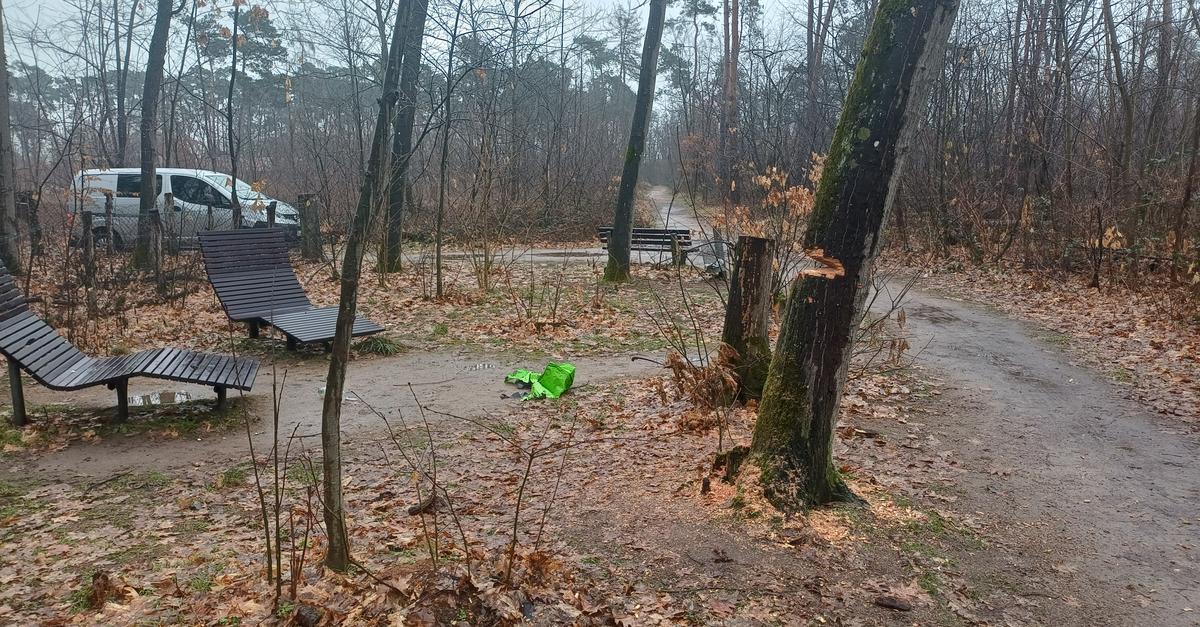 Weiterstadt: Unknown individuals saw through trees - | City must fell two ...