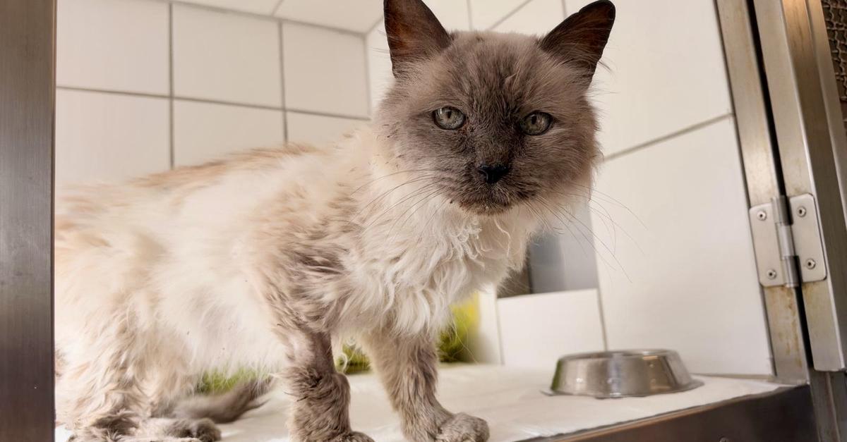 Kellerranch Weiterstadt: Abandoned Tomcat Merlin—His Fate Is Not an ...