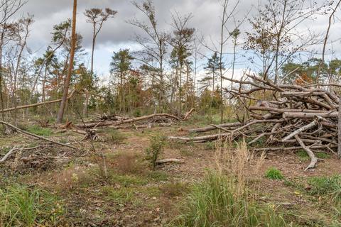 Westlich der Freizeitanlage im Braunshardter Tännchen sind im März über 500 tote Bäume gefällt worden. Der Bereich soll nun eingezäunt werden, um junge Bäume vor Verbiss zu schützen. Foto: Marc Wickel
