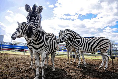 Nein, das ist nicht die afrikanische Steppe, sondern Weiterstadt. Die Zebras gehören zum "Circus Rolina", der derzeit hier Vorstellungen gibt.