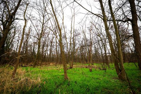 Der Wald bei Weiterstadt – hier das Braunshardter Tännchen – ist in einem ziemlich schlechten Zustand. © Guido Schiek