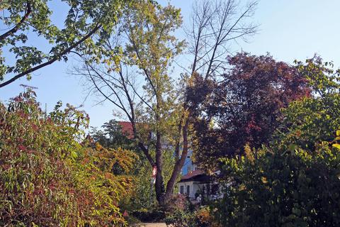 In Bischofsheim steht eine große Baumfällaktion an: Ein Gutachter hat festgestellt, dass in der Gemeinde rund 40 Bäume gefällt werden müssen. Foto: Jörg Henkel/hbz