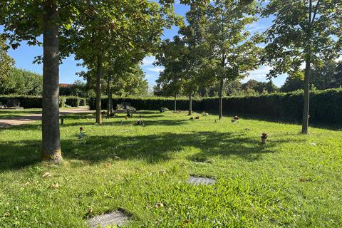 Baumurnengräber werden auch auf dem Bischofsheimer Friedhof immer beliebter – sie sind leichter zu pflegen und kosten weniger Geld.