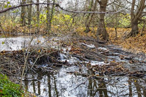 Einen Damm im Landgraben haben nahe den Moorlöchern haben Biber gebaut, die sich bei Büttelborn angesiedelt haben. Foto: Vollformat/Volker Dziemballa