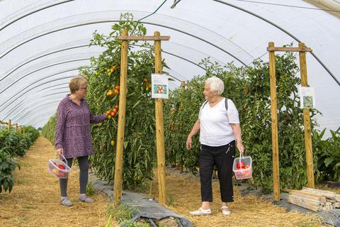 Tomaten, Paprika und Co. warten derzeit im Folientunnel an der L3112 bei Gernsheim auf Kunden. Am Donnerstagvormittag ernten Karin Busse und Jutta Stier (von links).