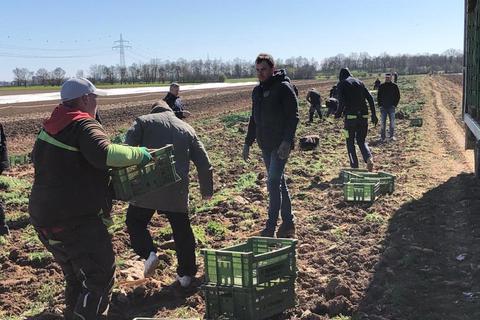 Freiwillige packen bei der Karotten-Ernte auf dem Gemüsehof Reinheimer in Ginsheim mit an. Foto: Gemüsehof Reinheimer