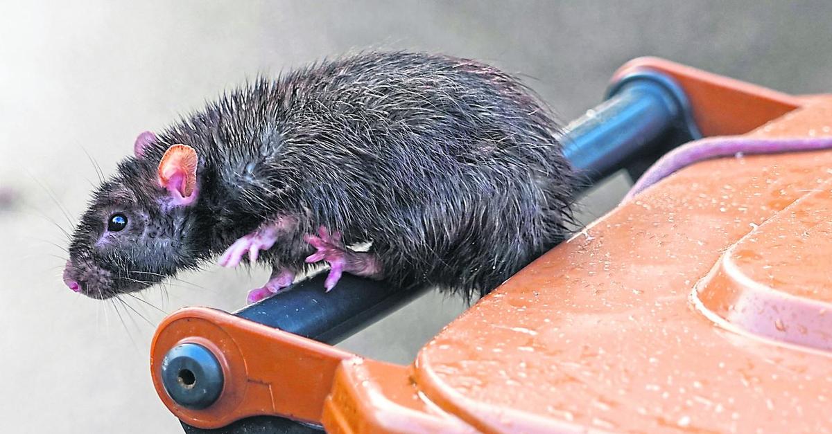 Ungebetene Gäste im Stadtgebiet Groß-Umstadt: Was gegen Ratten hilft