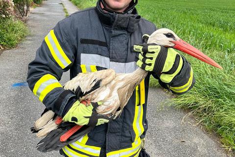 Ein sichtlich verletzter Storch ist im Feld zwischen Berkach und Dornheim von der Feuerwehr eingefangen worden (im Bild Feuerwehrmann Patrick Trinkaus). Der Storch wird nun in der Storchenstation Wabern betreut. 