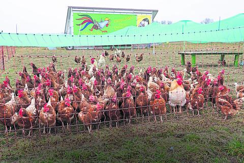 Hühner von „Huhn for you“ am Büttelborner Landschaftsschutzgebiet Bruchwiesen leben nun in einem überdachten Freilaufstall. Foto: Marc Schüler