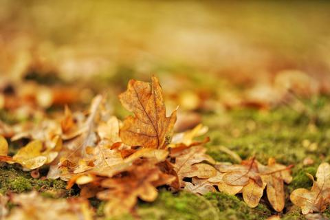 Herbstlaub ist schön anzusehen. Gartenbesitzer verbinden seinen Anblick häufig mit Arbeit, dabei können die Blätter nützliche Helfer im Garten sein. Symbolfoto: Pixabay