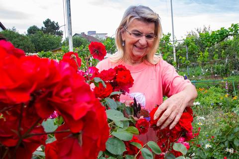 Auf ihrer Parzelle hat Marlies Golab viele Rosen. Seit zwanzig Jahren pflegt sie ihren Schrebergarten. Foto: Vollformat/Volker Dziemballa 