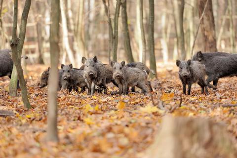 Die Wildschweine im Kreis Groß-Gerau vermehren sich und werden zum Problem.