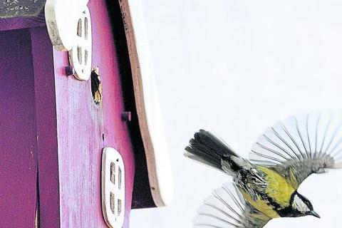 Nistkästen und Futter im privaten Bereich sind kleine Hilfestellungen für einheimische Vögel. Archivfoto: Wulf-Ingo Gilbert 