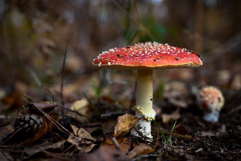 Ein Fliegenpilz steht im Wald. Mit dem leuchtend roten Hut und den weißen Tupfen darauf zählt er zu den bekanntesten Pilzen in der Bevölkerung. 
