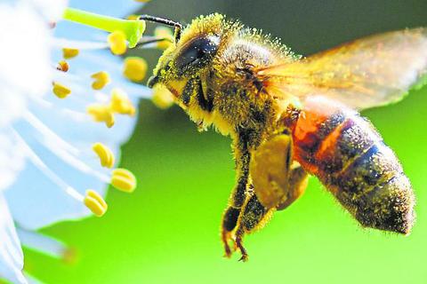 Ohne Insekten wie die Bienen geht im Obstanbau nichts. Auch das ist ein Stück Biodiversität. Archivfoto: dpa