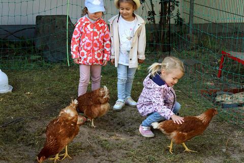 Die Kinder der Kita Schillerstraße in Nauheim haben für eine Woche Gast-Hühner erlebt. S. Rapp