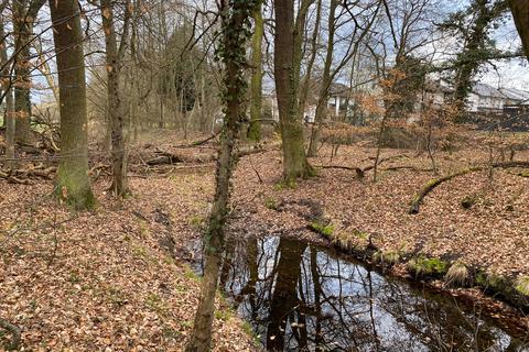 Dem Amphibienteich im Königstädter Wald am Schwarzbach beim Nauheimer Wohngebiet Im Teich könnte Wasser aus der Brunnengalerie gut gebrauchen.