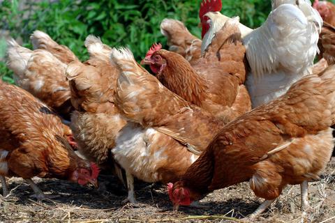 Bei Bedarf soll am 25. März im Naturerlebnisgarten auch über die Haltung von Hühnern informiert werden. Symbolfoto: Patrick Pleul/dpa