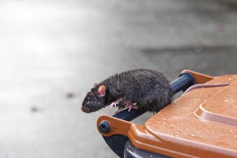 Müll und Ratten, das passt zusammen. In der Ringstraßensiedlung wird eine marode Kanalisation ebenso als Ursache vermutet, wie unsachgemäß entsorgte Speisereste. Symbolfoto: dpa