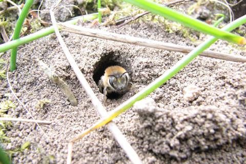 Eine Sandbiene am Erdnest. Foto: Bernd Sadler