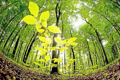 Eine Führung durch den Wald wird von der Forstbetriebsgemeinschaft Rhein-Main und dem Stadtmarketing der Stadt Rüsselsheim angeboten. Symbolfoto: Rudolf Machar/dpa