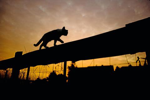 Mit der Katzenschutzverordnung will die Stadt Rüsselsheim helfen, das Leid der Streuner zu lindern. Foto: Archiv/dpa