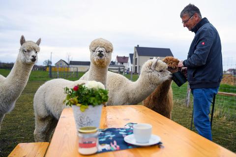 Treburer Alpakahof Picknick mit den Alpakas