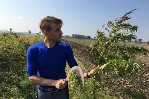 Ludwig Schrimpf aus Geinsheim hat die Anbaufläche seiner Hanfpflanze von zunächst zwölf Hektar auf inzwischen mehr als 50 Hektar ausgeweitet. Archivfoto: Meflotec