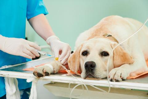 Das Impfen von Tieren gehört zu den Kernkompetenzen der Veterinäre. Unter bestimmten Voraussetzungen würden sie auch in der Corona-Pandemie helfen. Doch es gilt noch, einige Fragen zu klären.  Foto: Kadmy/Fotolia 
