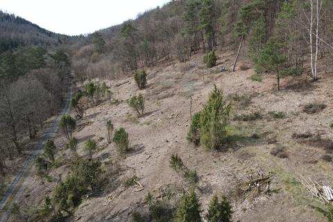 Auf zwei Hektar im Wallauer Adelsbach hat die Wacholderheide nun wieder die Möglichkeit, zu wachsen und zu gedeihen.