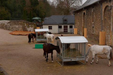 Mehr Platz für mehr Tierwohl: die Dillenburger Pferde in ihrem neuen Auslauf im Gestüt. Foto: Landesbetrieb Landwirtschaft Hessen  