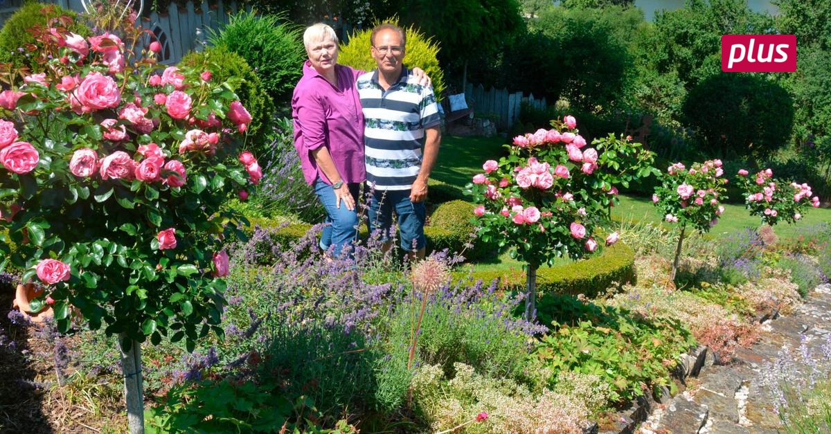 Dünger und wenig Wasser für Rosen Echo Online