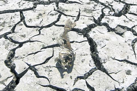 Die Überreste eines toten Fisches liegen auf dem Boden in einem trockenen Gebiet des Peñuelas Sees in Valparaiso. Foto: dpa